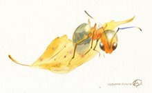 Муравей летит на листке